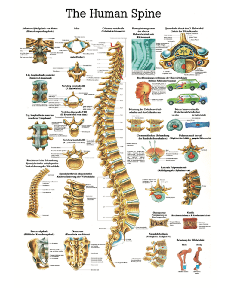 The Human Spine Anatomical Chart - Osta International