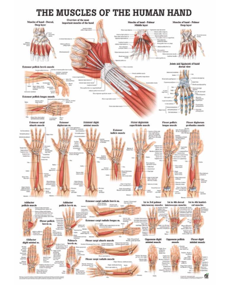 The Muscles of the Human Hand Anatomical Chart - Osta International