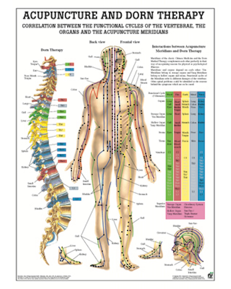 Acupuncture and Dorn Therapy Anatomical Chart - Osta International