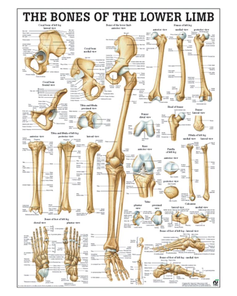 The Bones of the Lower Limb Anatomical Chart - Osta International